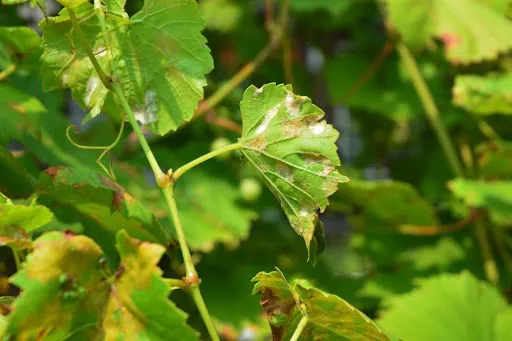 WhatsApp Image 2025-12-06 at 11.20.05