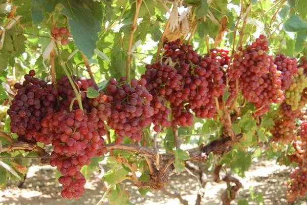 uvas flame