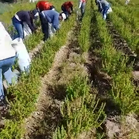 WhatsApp Video 2025-07-25 at 16.33.37