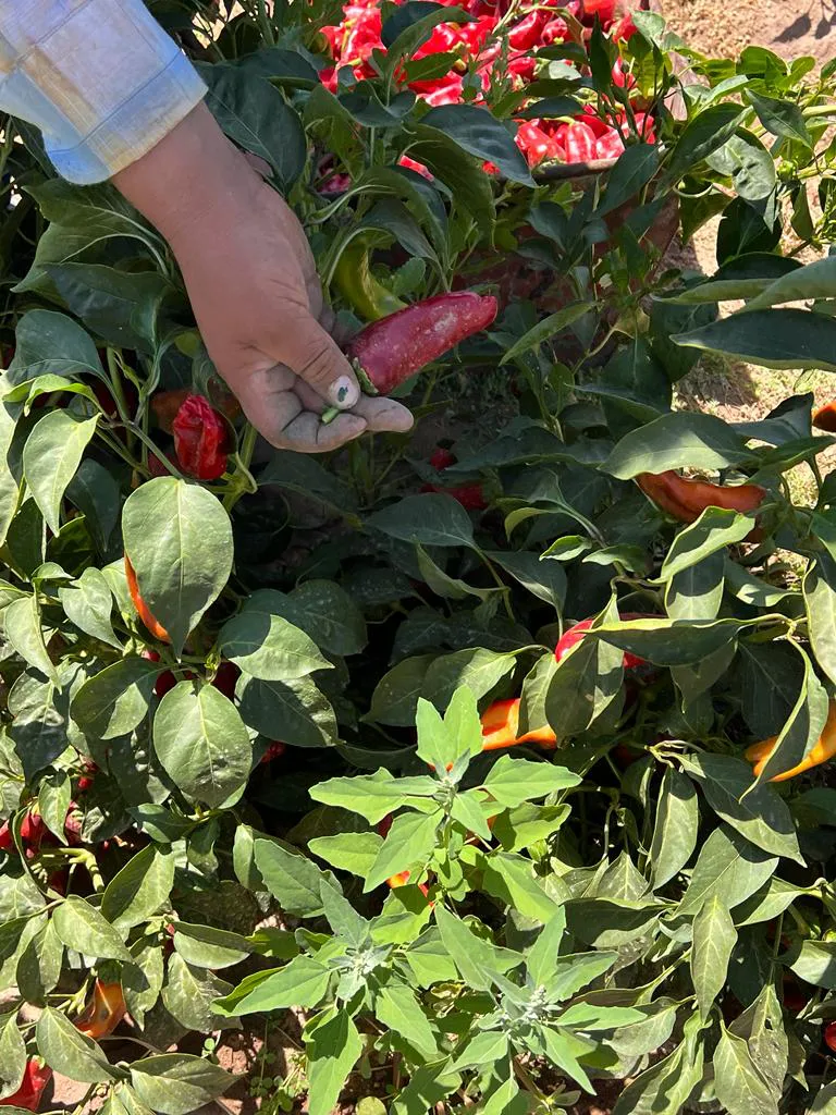 WhatsApp Image 2024-07-31 at 08.05.55