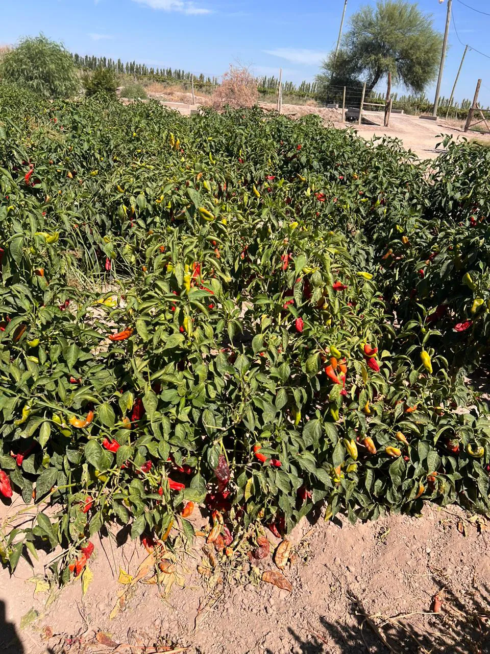 WhatsApp Image 2024-07-31 at 08.05.42 (1)