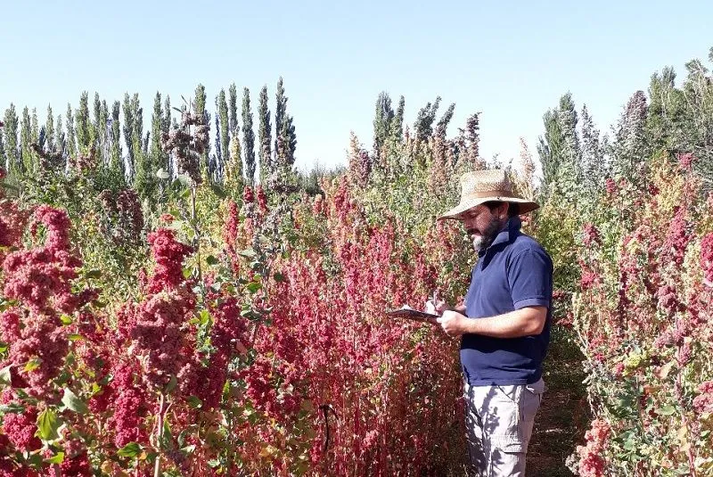 quinoa