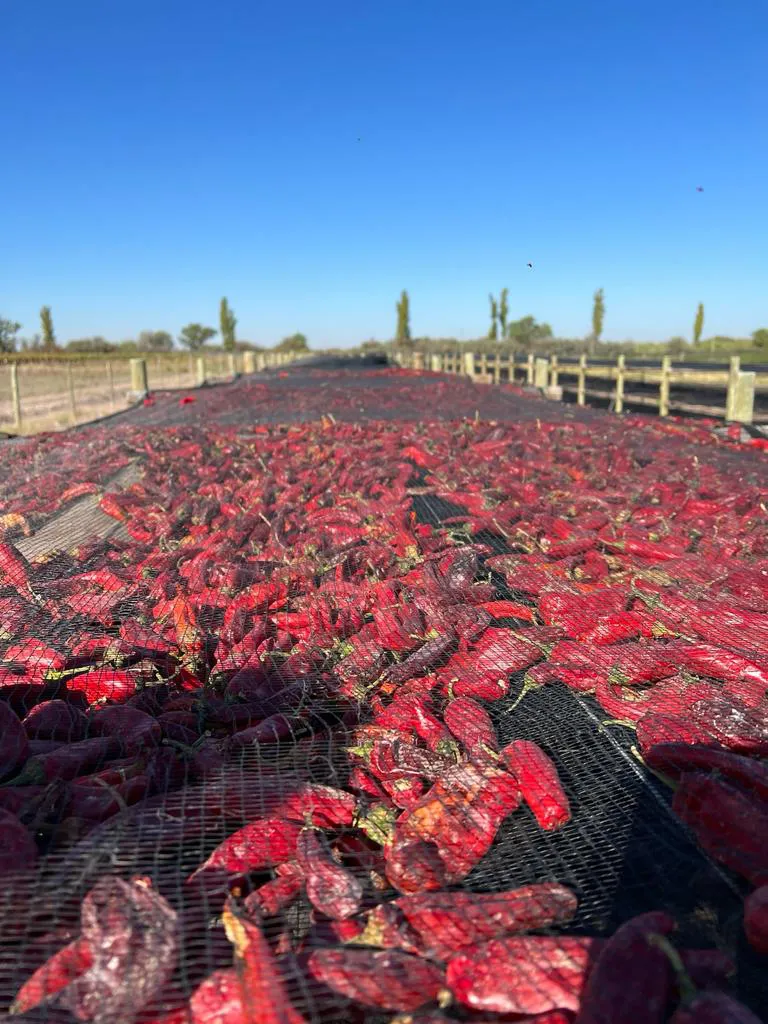 WhatsApp Image 2024-07-31 at 08.07.13 (1)