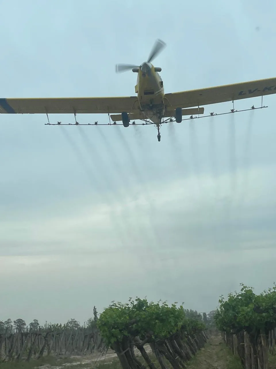 WhatsApp Image 2025-01-06 at 18.00.42