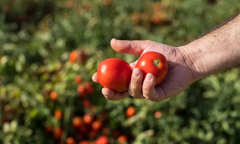 Tomate-de-industria