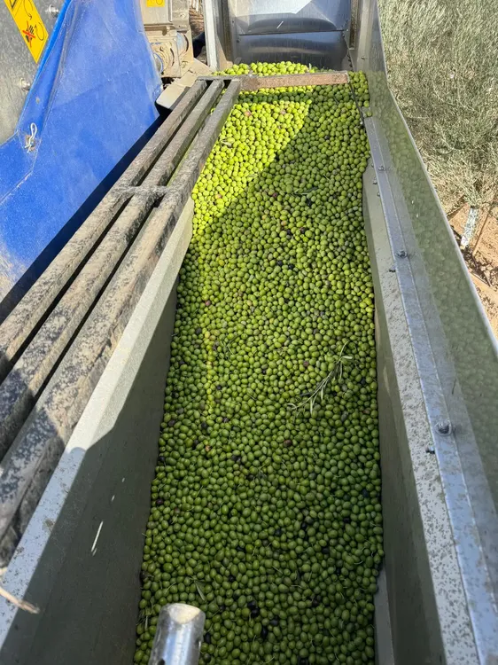 WhatsApp Image 2024-10-23 at 18.07.01