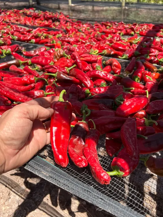 WhatsApp Image 2024-07-31 at 08.05.59