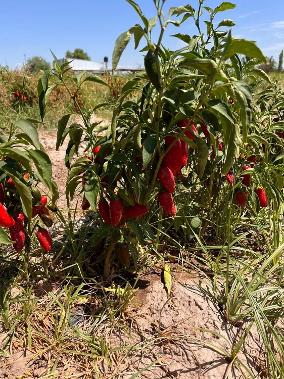 WhatsApp Image 2024-07-31 at 08.04.28