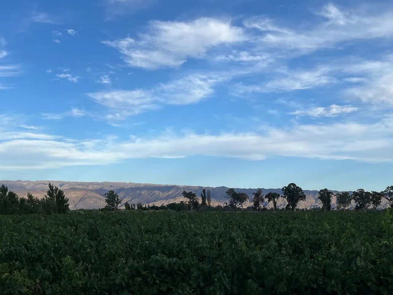 WhatsApp Image 2025-01-21 at 19.48.19 (1)