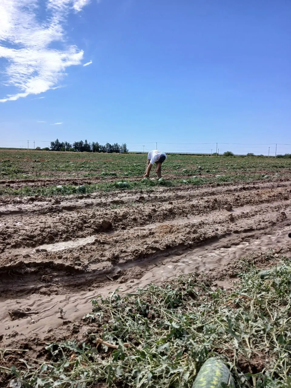 WhatsApp Image 2024-12-24 at 17.23.45