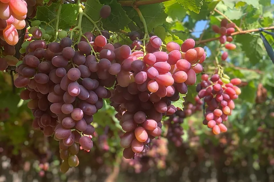uvas de mesaaaa1