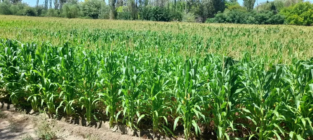 WhatsApp Image 2025-07-23 at 19.54.47