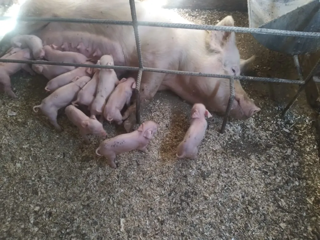 WhatsApp Image 2026-02-13 at 13.24.27