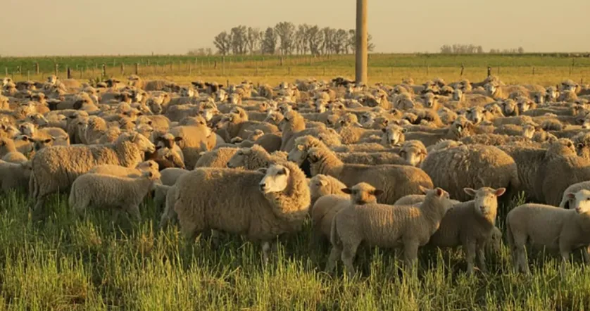 ganaderia regenerativa