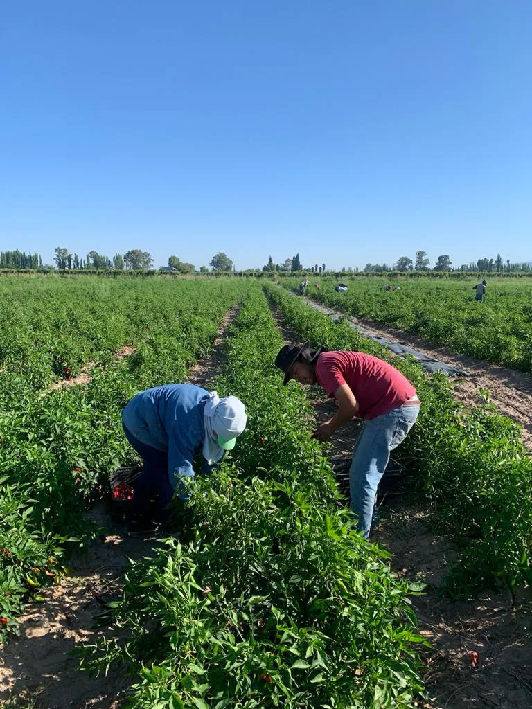 WhatsApp Image 2024-07-31 at 08.07.16