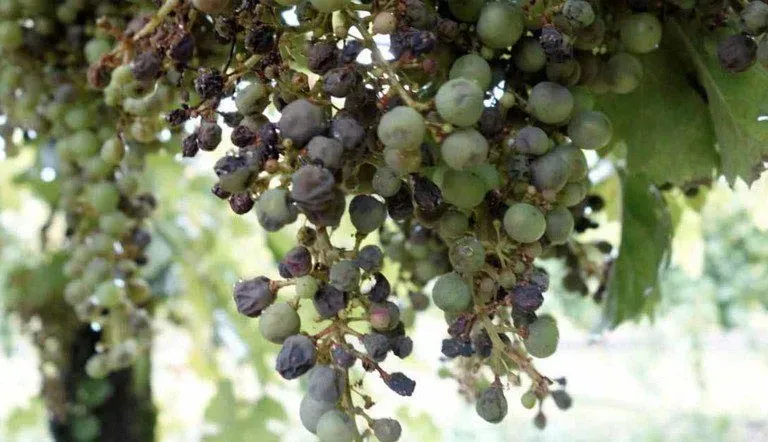 peronospera