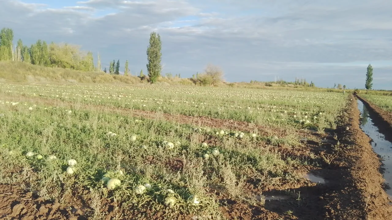 WhatsApp Image 2024-12-24 at 17.23.45 (1)