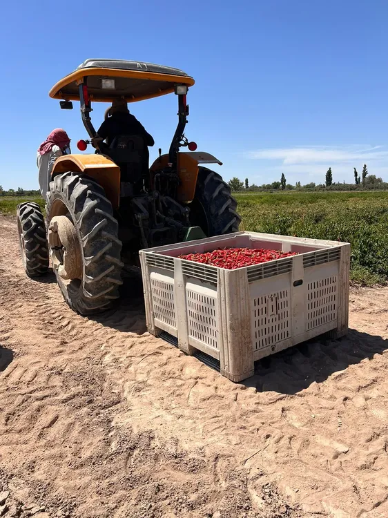 WhatsApp Image 2024-07-31 at 08.05.57