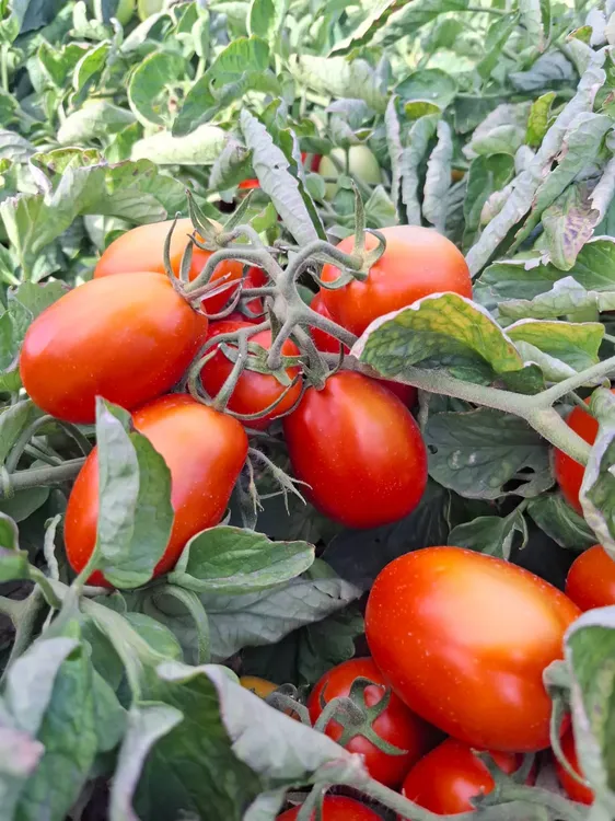 WhatsApp Image 2025-02-11 at 18.38.32 (1)