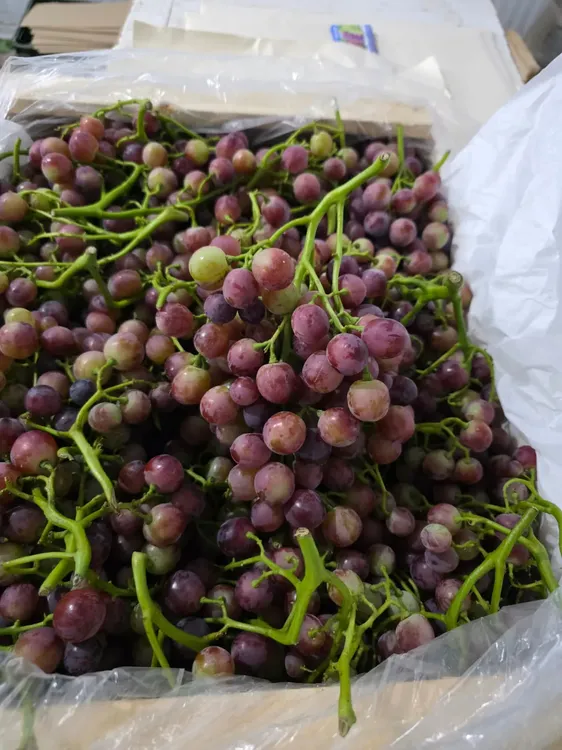 WhatsApp Image 2025-11-29 at 11.59.55