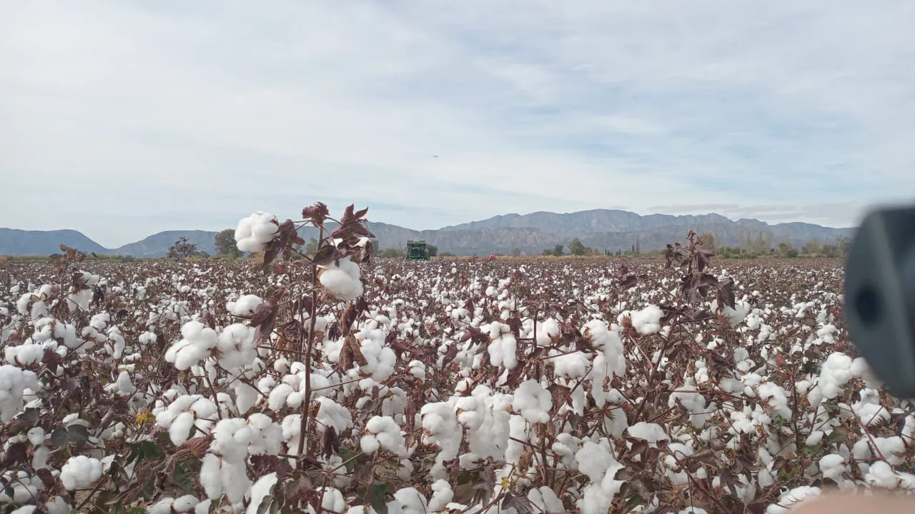 WhatsApp Image 2025-05-15 at 13.54.20