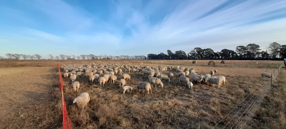 WhatsApp Image 2024-09-09 at 16.11.33