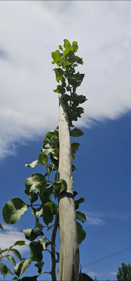 WhatsApp Image 2026-01-27 at 17.32.08 (1)