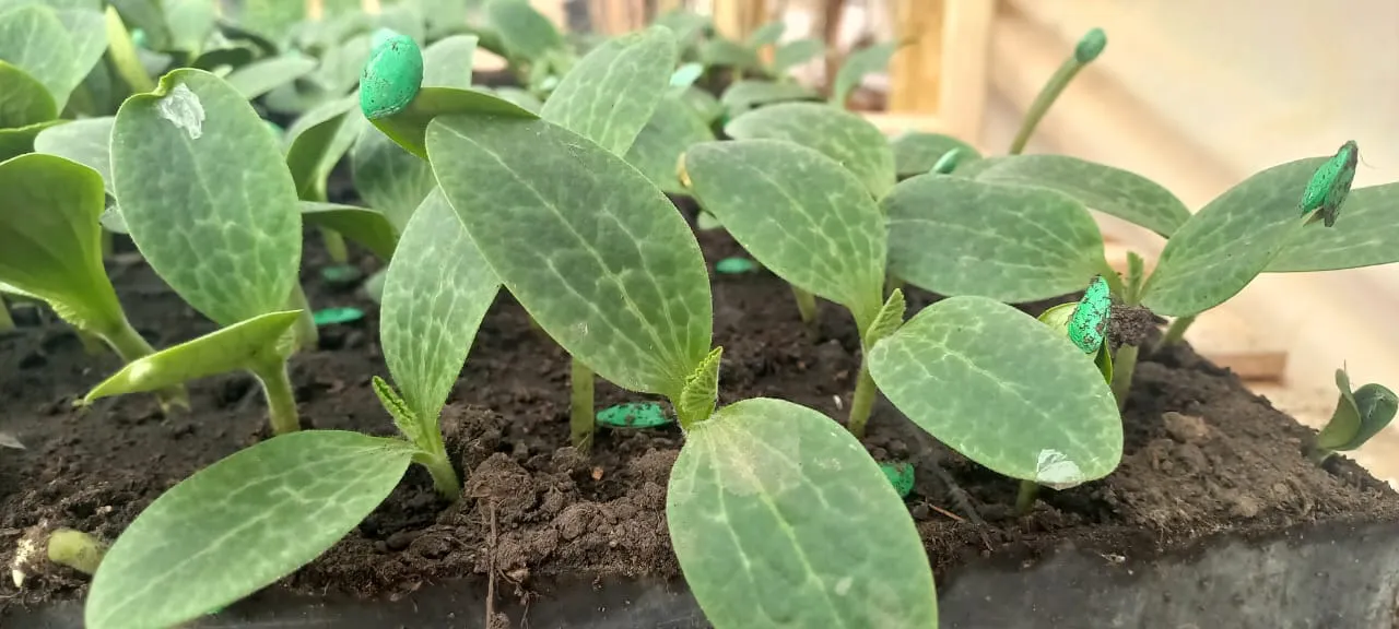 WhatsApp Image 2025-04-03 at 22.39.32