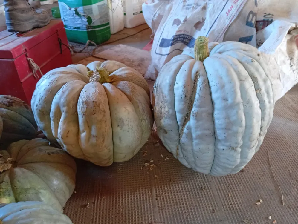 WhatsApp Image 2026-04-07 at 11.43.18