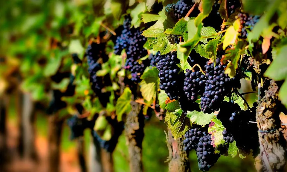 uvas-criollas