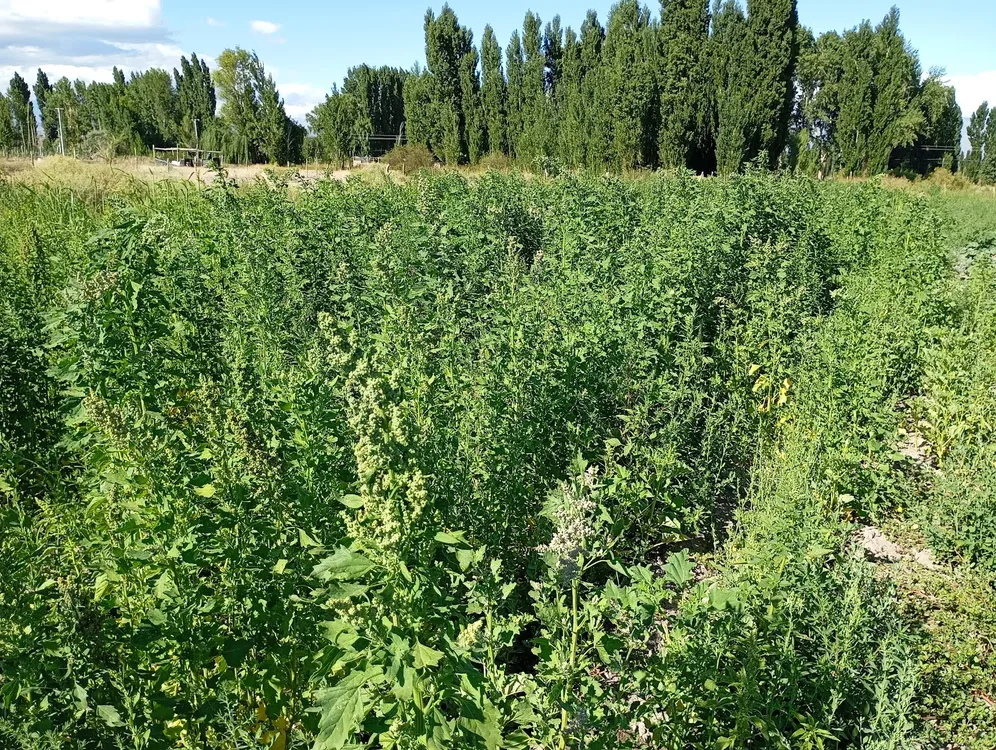 WhatsApp Image 2026-04-07 at 11.43.58