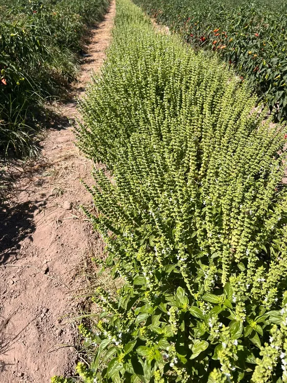 WhatsApp Image 2024-07-31 at 08.06.00