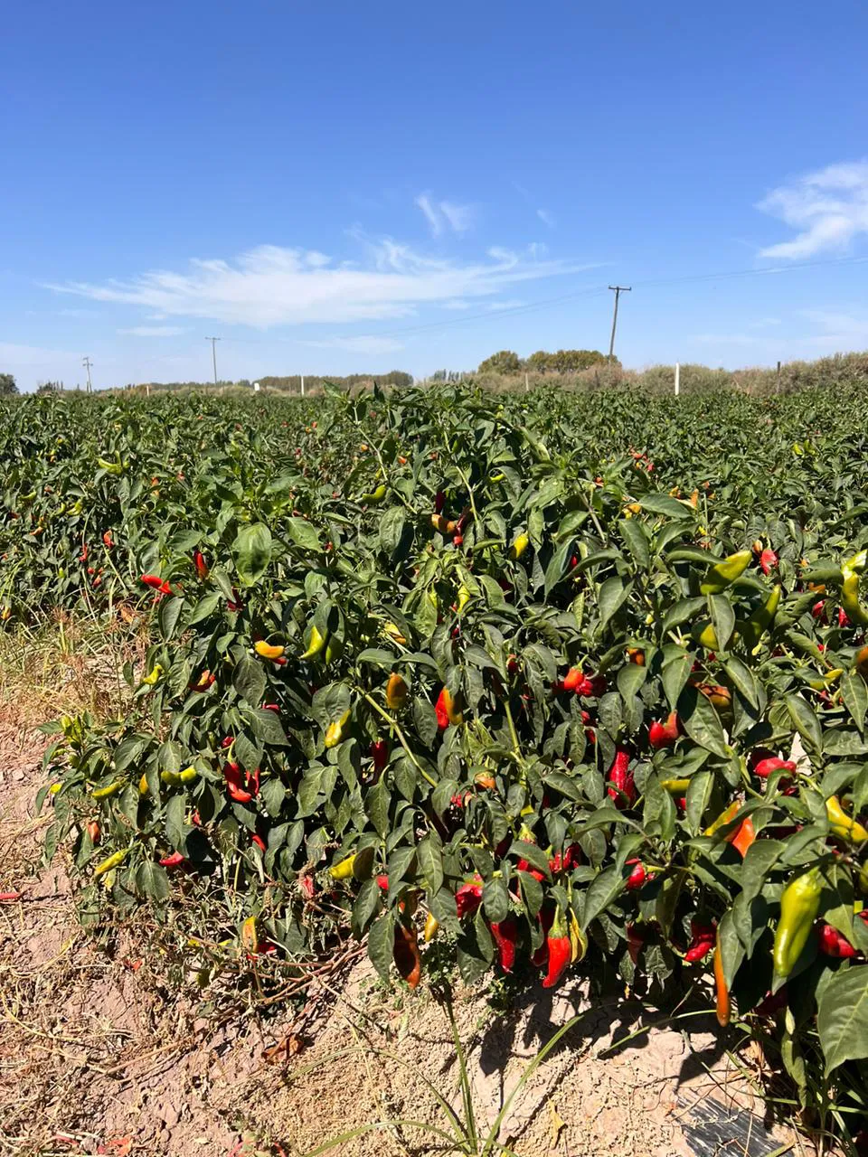 WhatsApp Image 2024-07-31 at 08.05.42 (2)