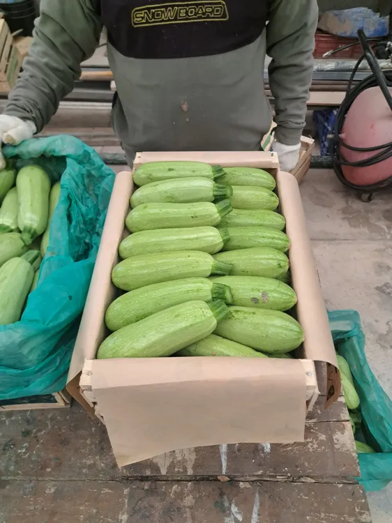 WhatsApp Image 2025-04-24 at 10.16.49