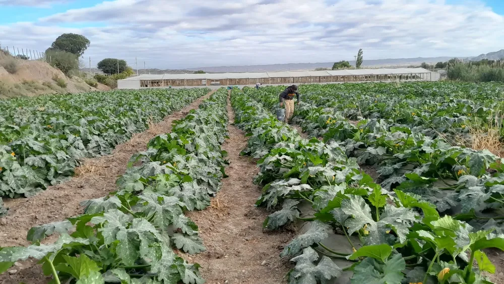 WhatsApp Image 2025-04-26 at 11.49.21