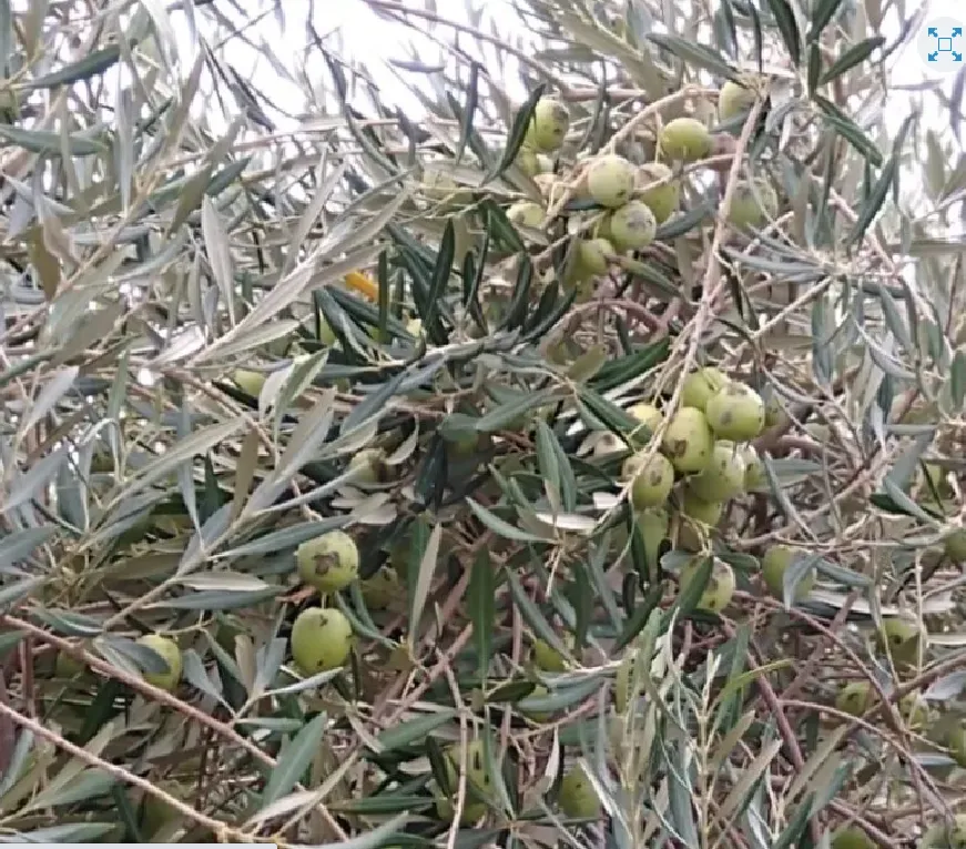 olivos granizo