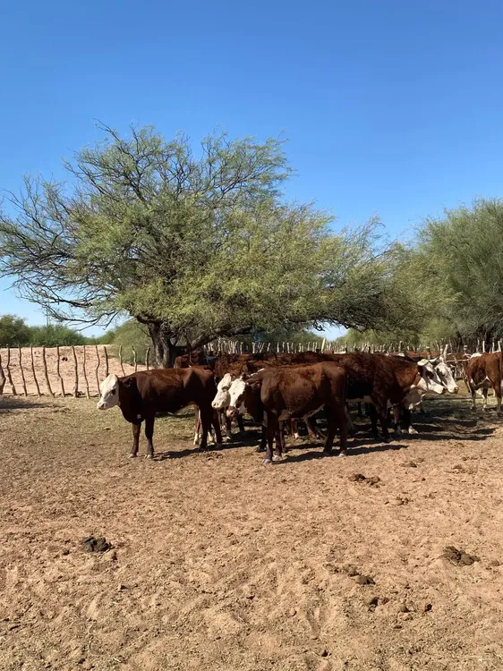 WhatsApp Image 2025-12-02 at 09.18.05