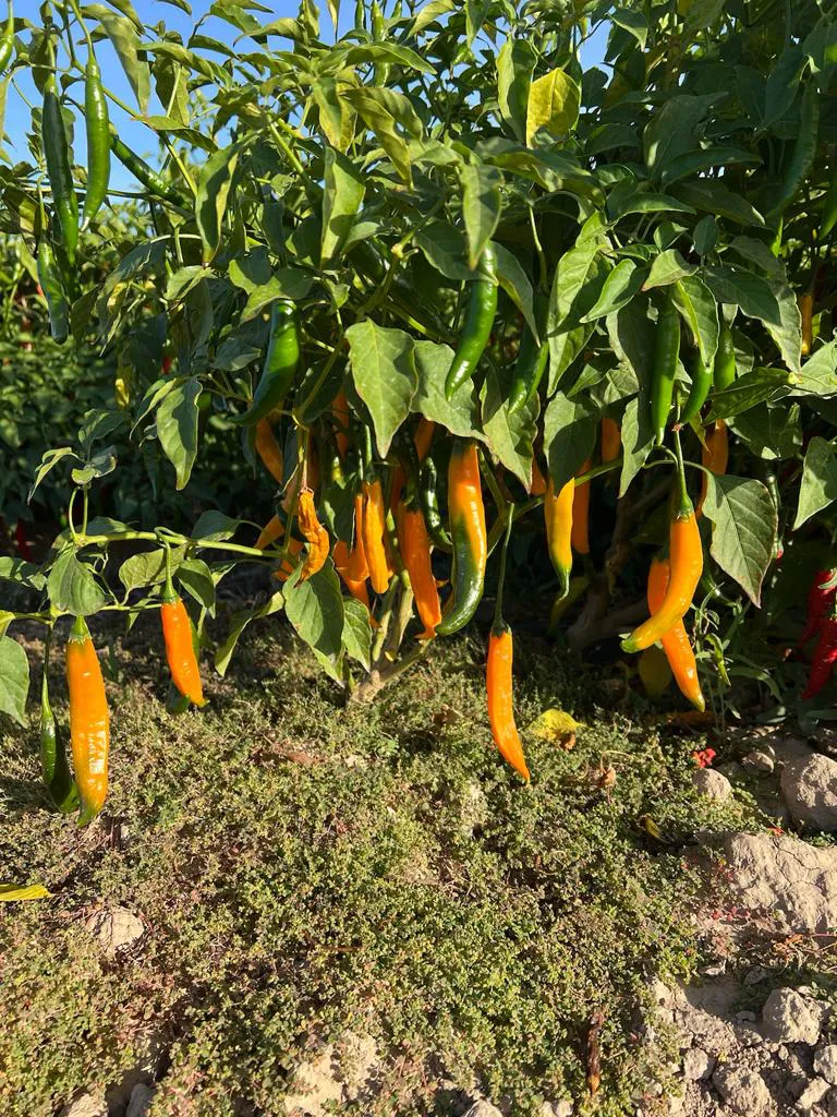 WhatsApp Image 2024-07-31 at 08.07.12