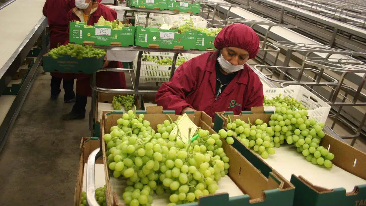 uvas de mesa