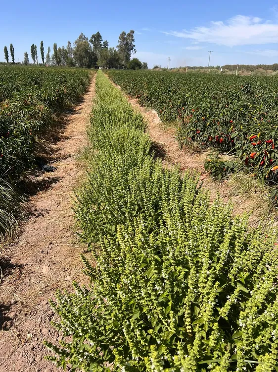 WhatsApp Image 2024-07-31 at 08.06.05