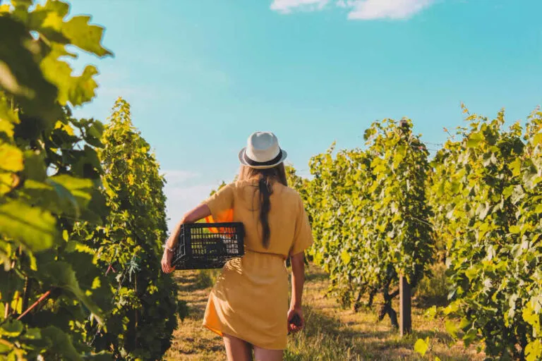 mujeres vino