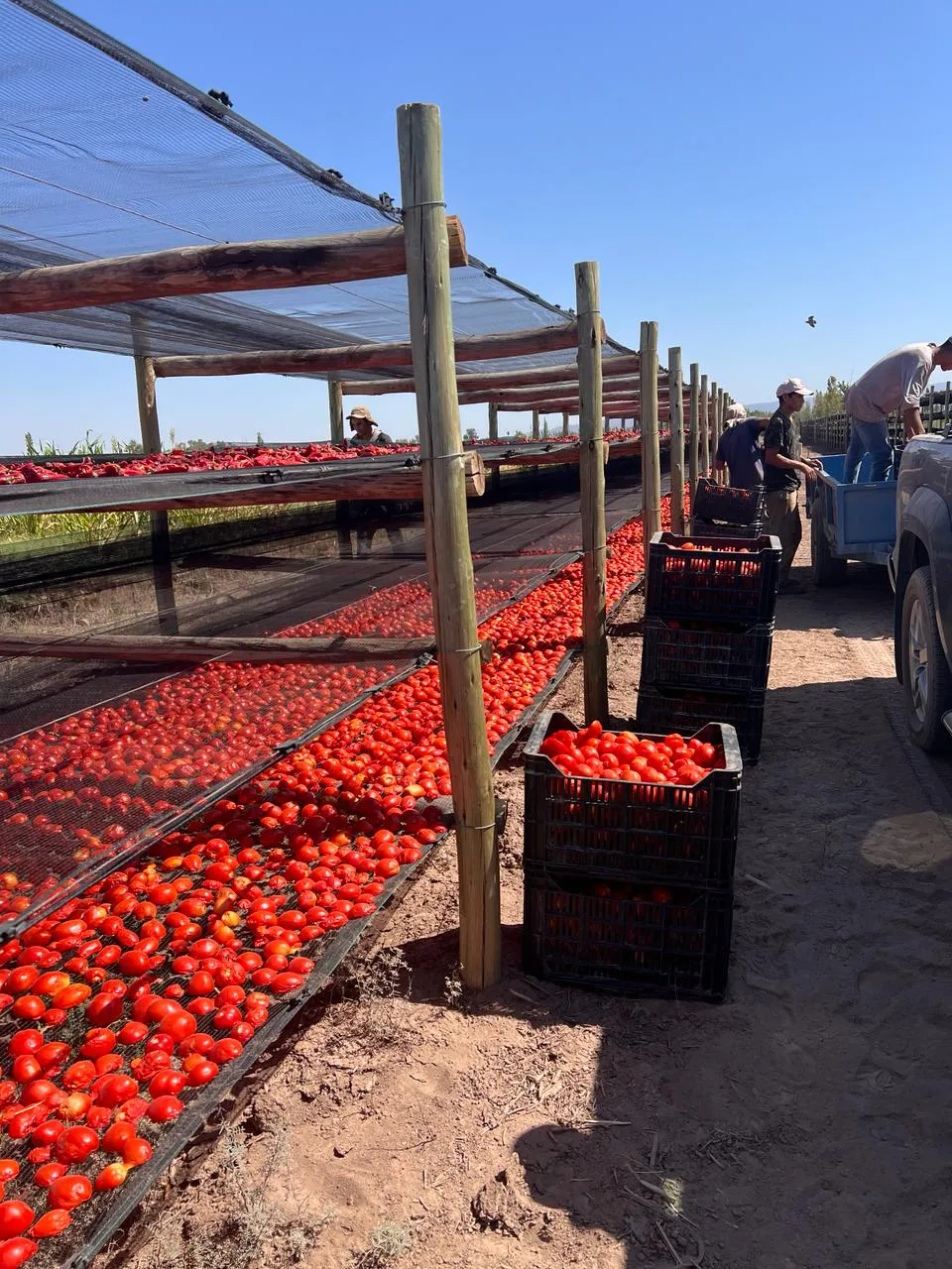 WhatsApp Image 2024-07-31 at 08.03.49 (1)