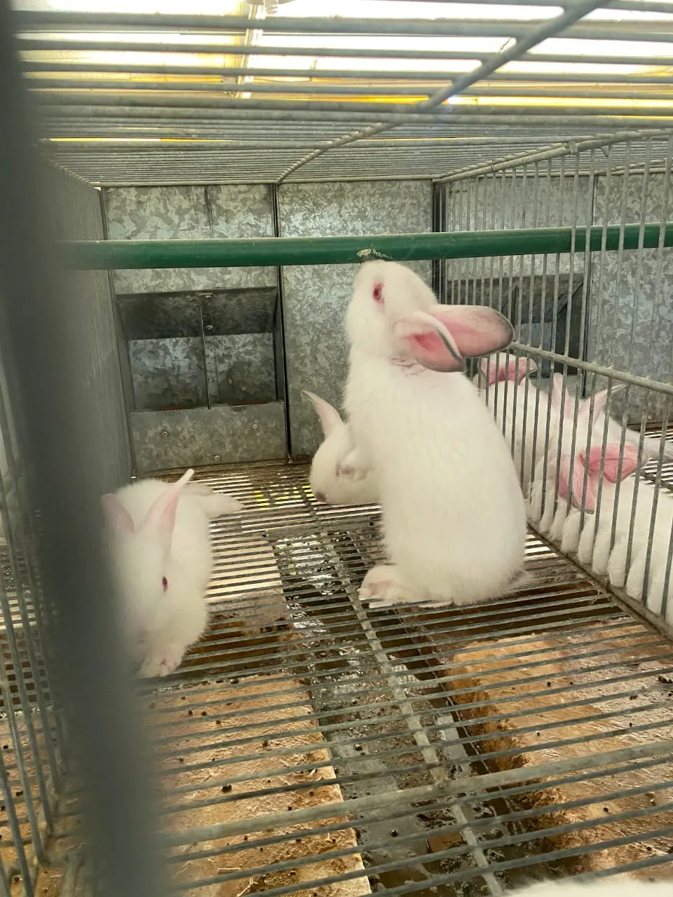 WhatsApp Image 2025-07-29 at 14.01.53