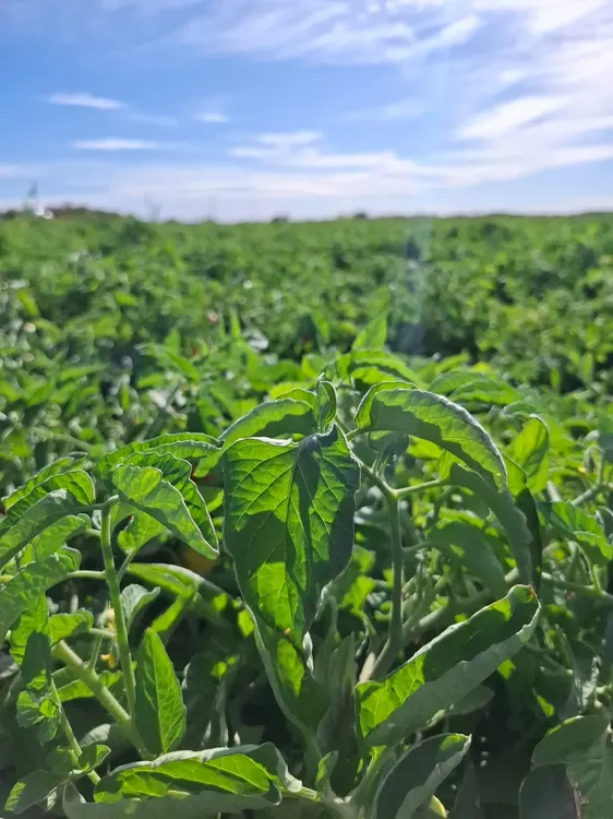 WhatsApp Image 2025-02-11 at 18.38.32