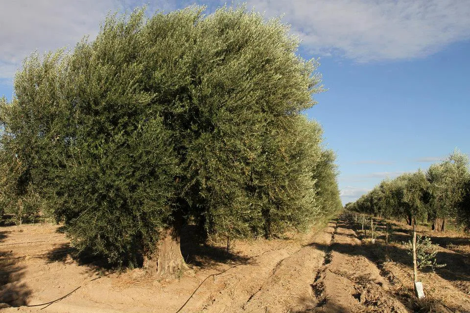 Plantacion-de-olivos