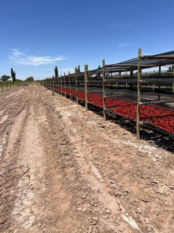 WhatsApp Image 2024-07-31 at 08.05.58