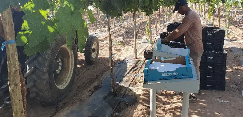 uvas de mesa