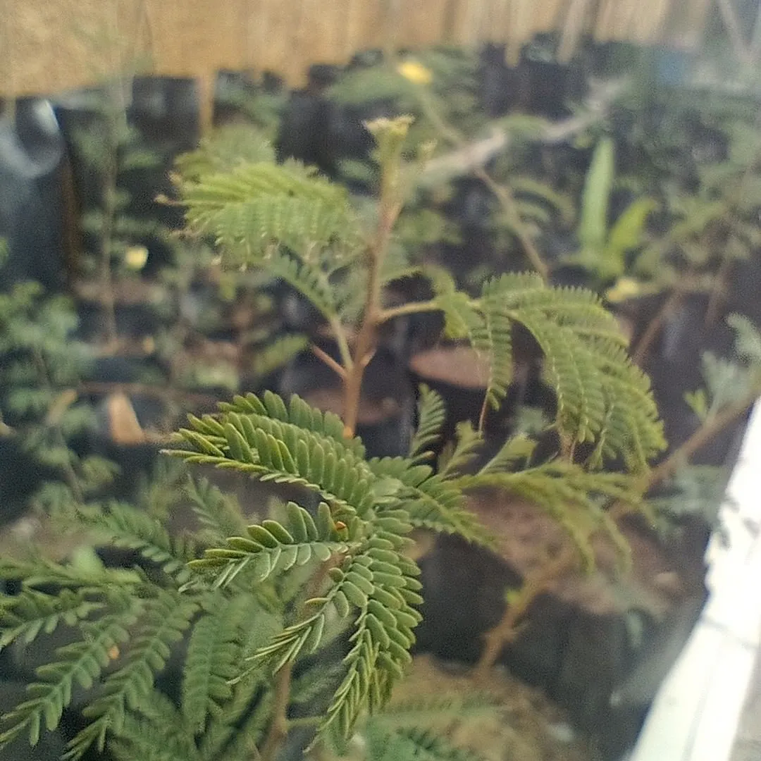 tress