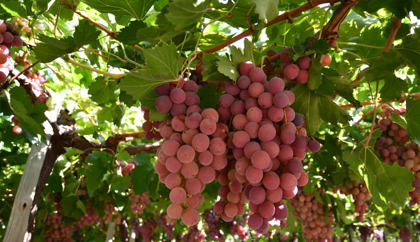 uva de mesa