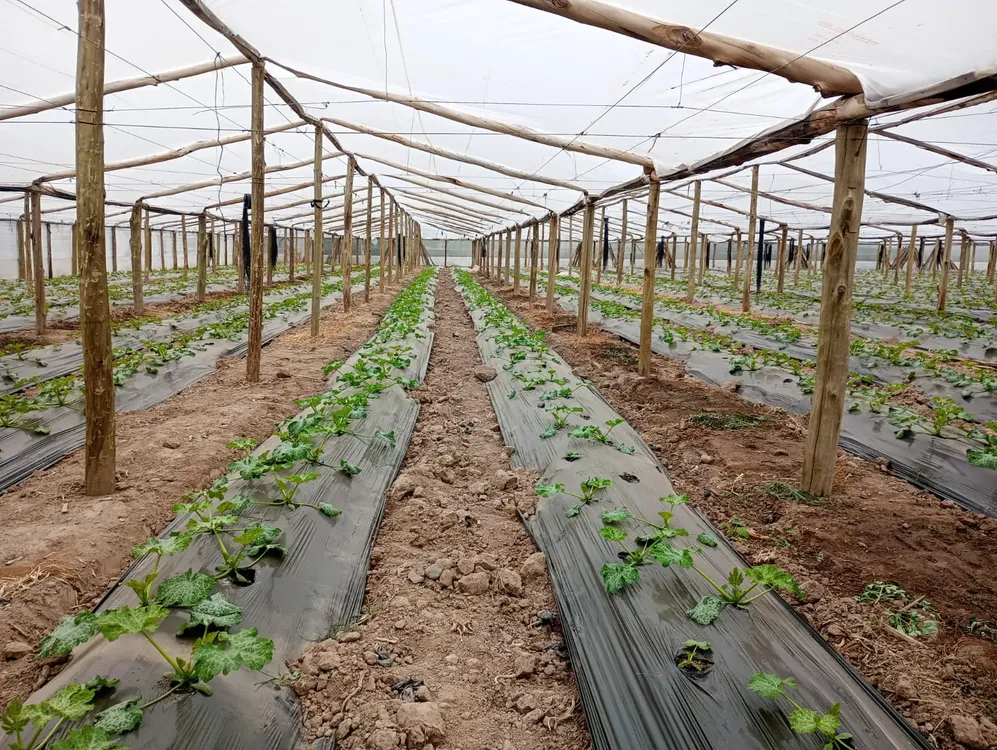 WhatsApp Image 2024-05-31 at 16.22.34 (1)